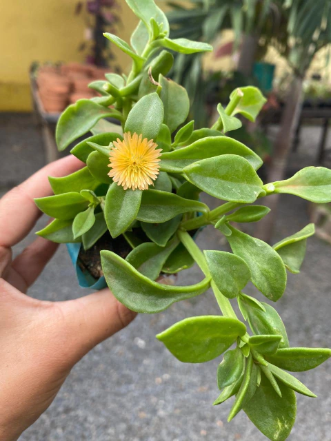 rosinha do sol pendente