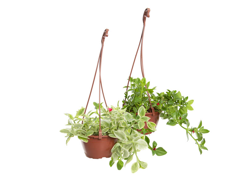 rosinha do sol em vaso