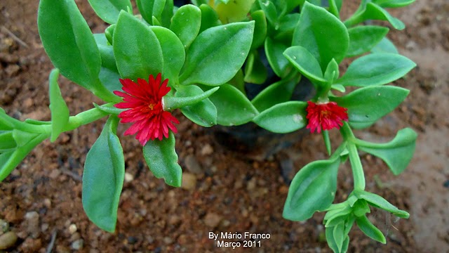 rosinha do sol para forração