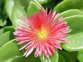 rosinha do sol flores