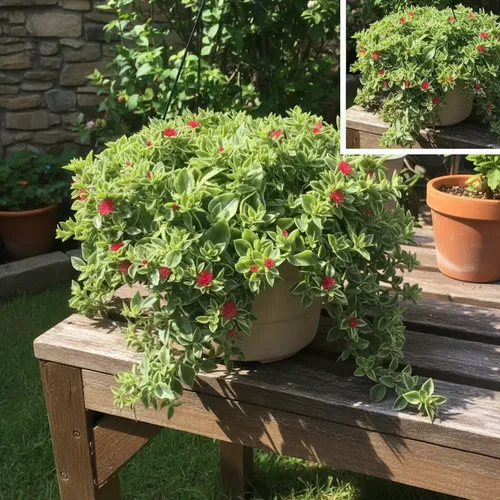 rosinha do sol adubação