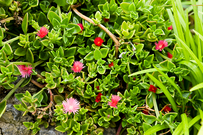 rosinha do sol para forração