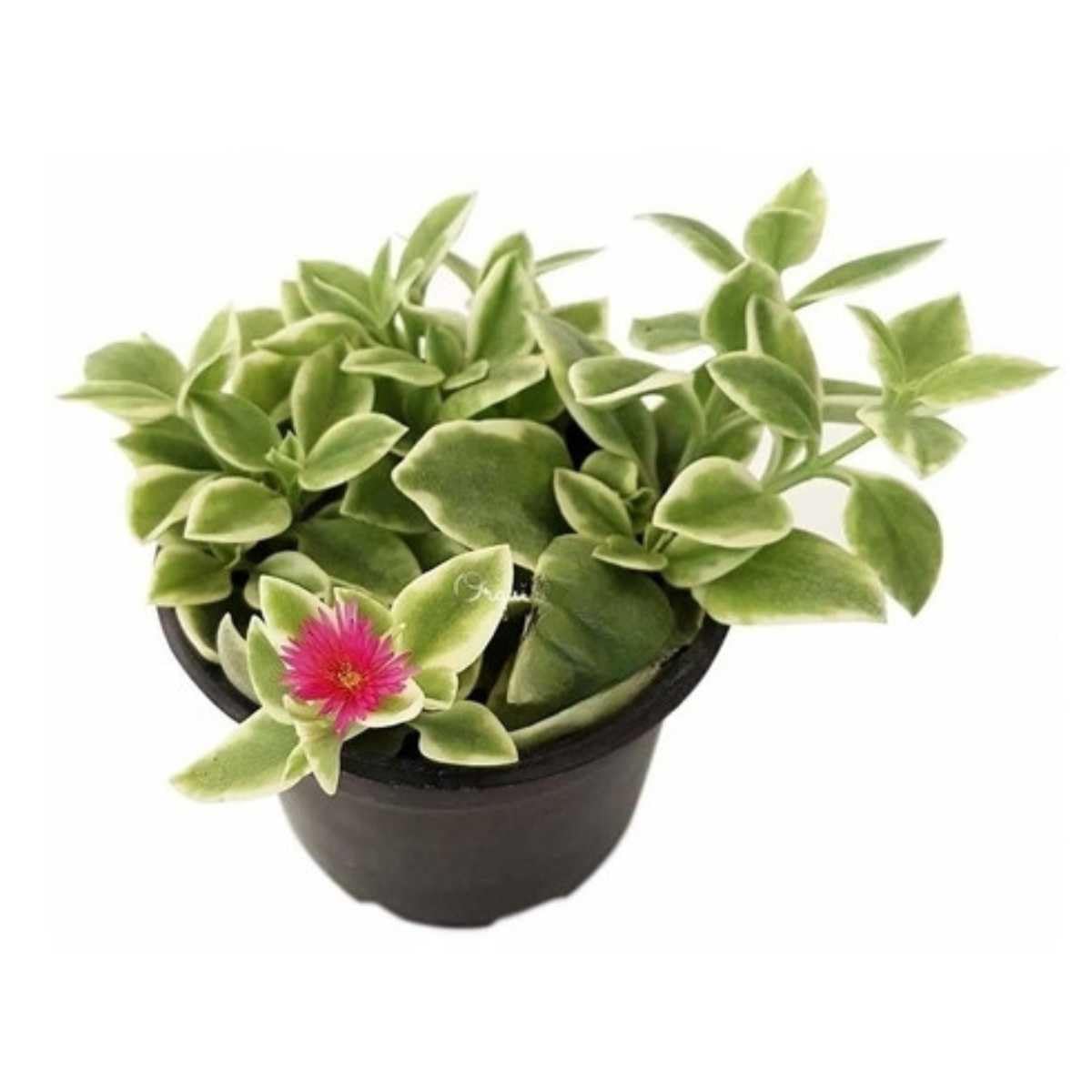 rosinha do sol flores