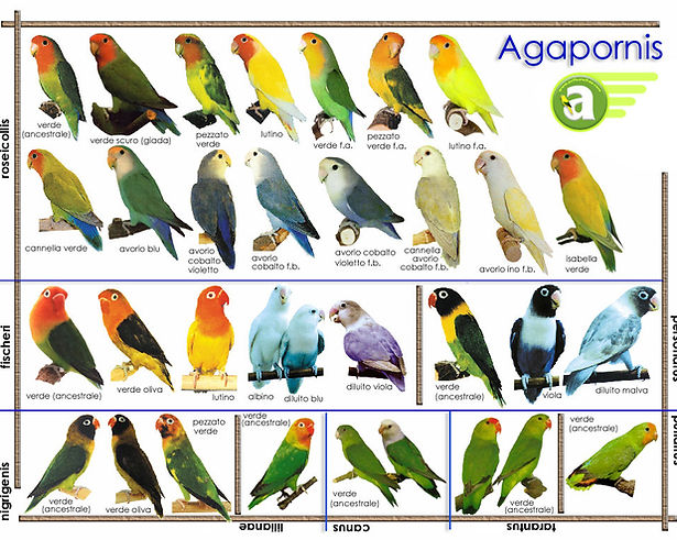 Espécies de Psittacidae