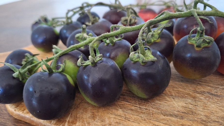 Tomate preto benefícios