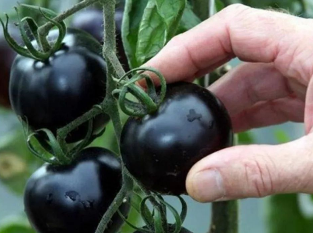 Tomate preto onde comprar