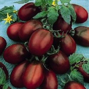 Tomate preto exótico