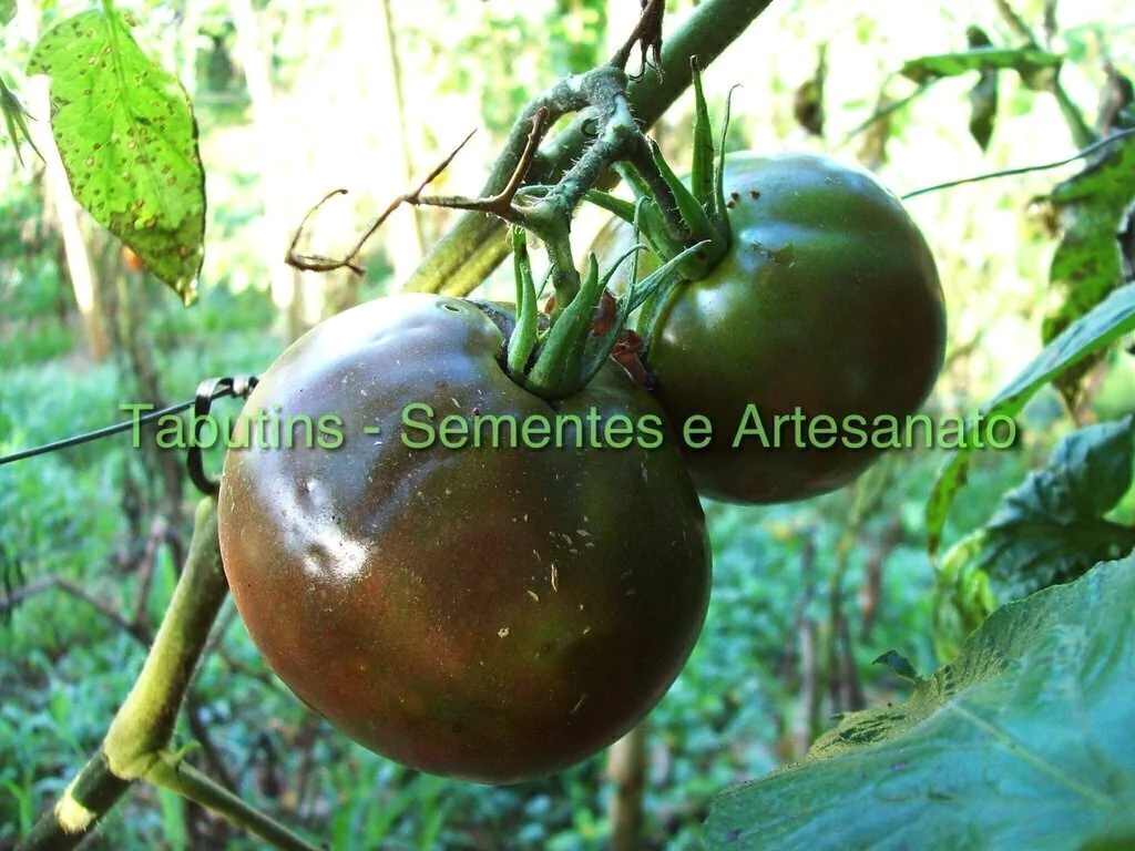 Tomate preto Paraná
