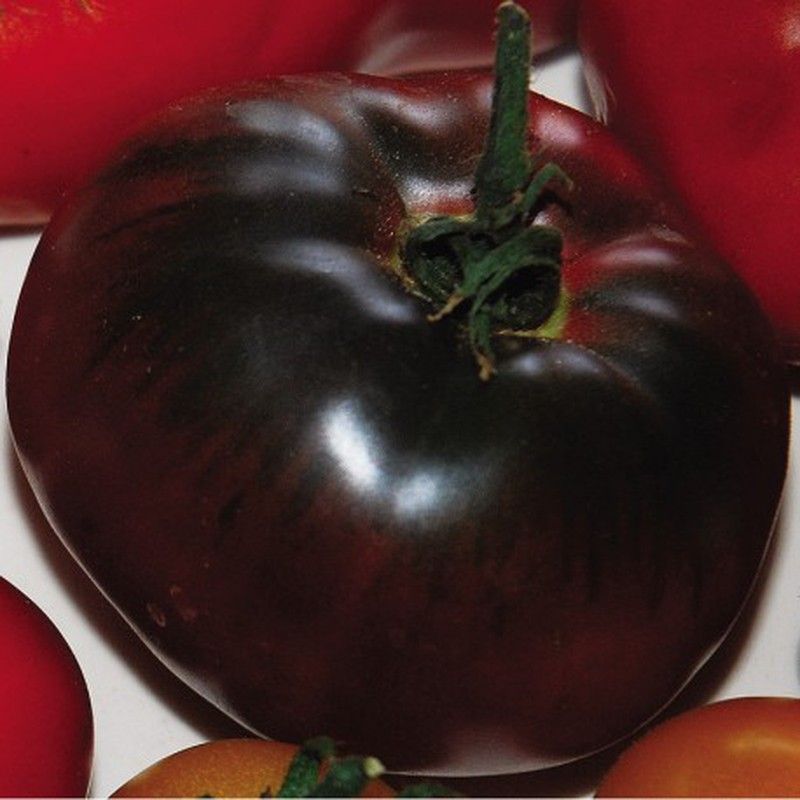 Tomate preto Black Cherry