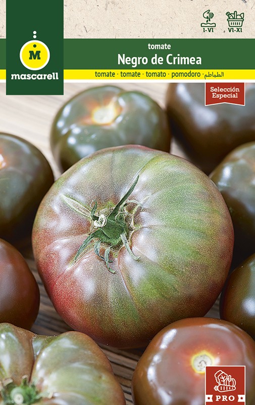 Tomate preto Indigo Rose