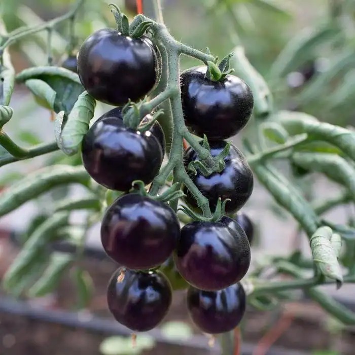 Tomate preto Diamante Negro