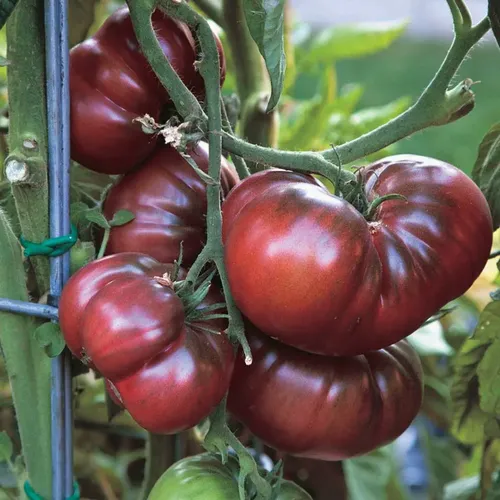 Onde encontrar tomate preto para comer