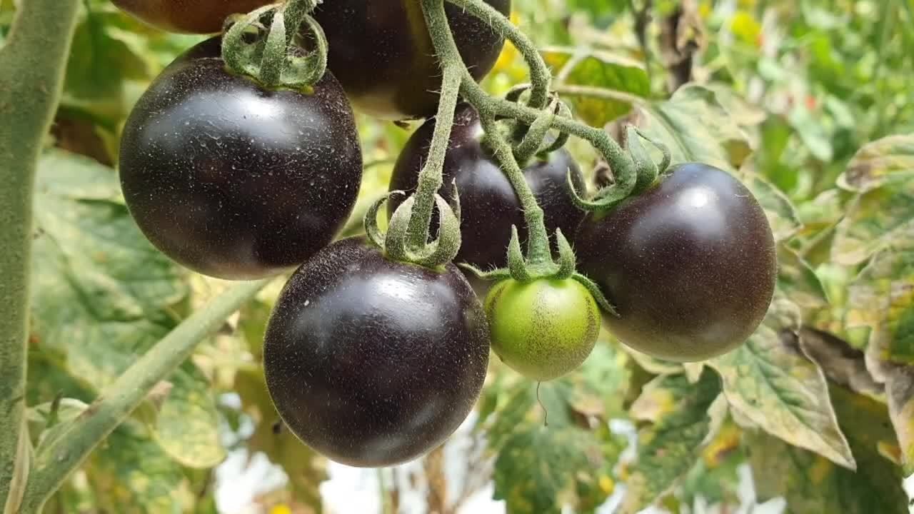 Tomate preto cultivo