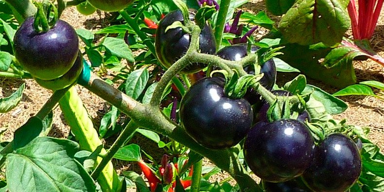 Tomate preto receita