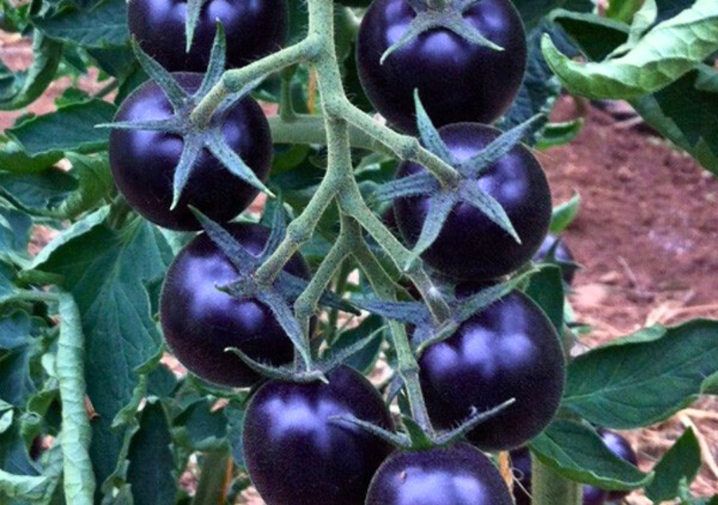 Tomate preto características