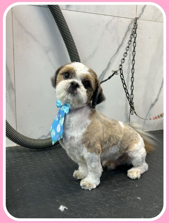 tosa bebê shih tzu máquina