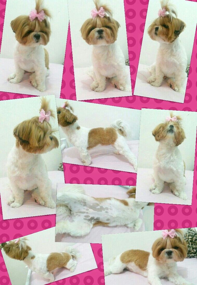 tosa higiênica shih tzu máquina