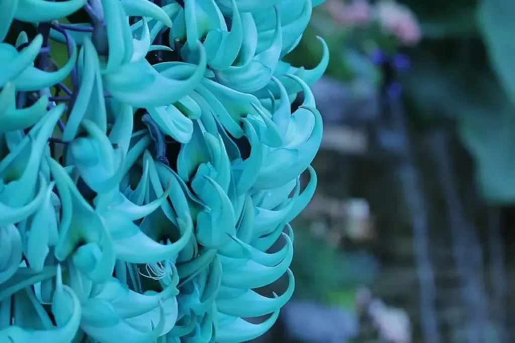 trepadeiras de rápido crescimento com flores azuis