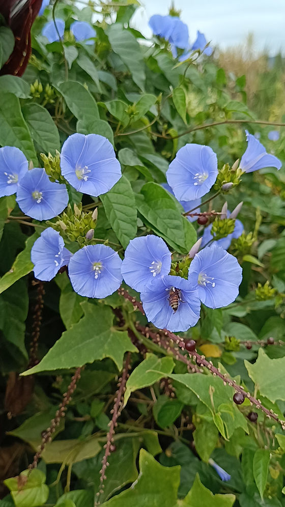 espécies de trepadeiras com flores azuis