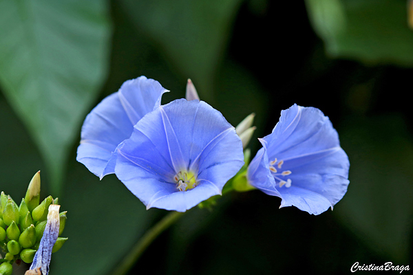 cuidados com trepadeira de flor azul