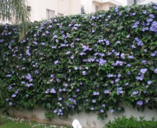 melhores trepadeiras azuis para sombra/sol