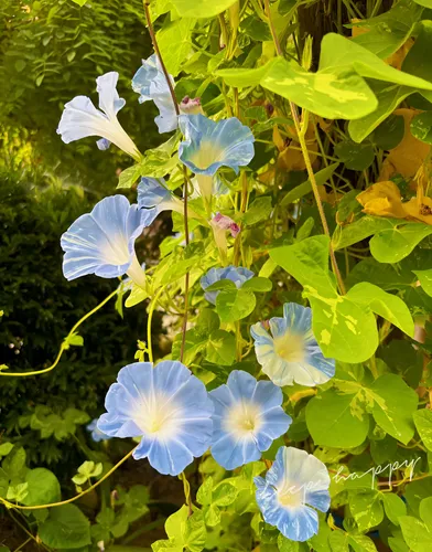 trepadeiras de rápido crescimento com flores azuis
