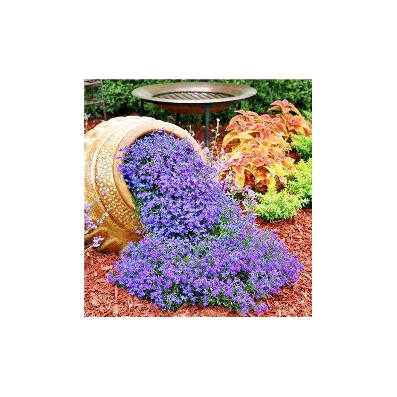 espécies de trepadeiras com flores azuis