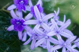 como plantar trepadeira azul