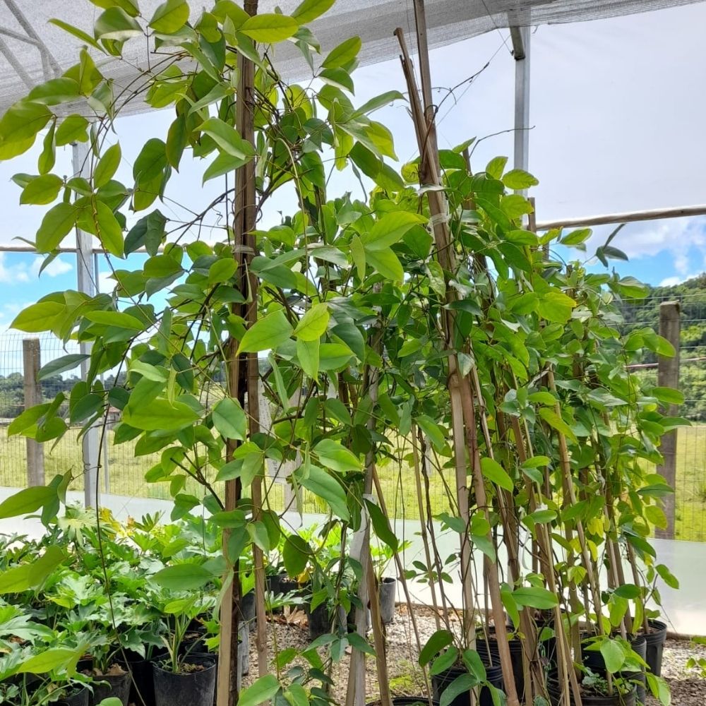 cuidados com trepadeira de flor azul