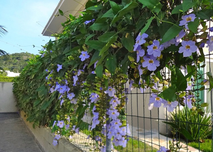 espécies de trepadeiras com flores azuis