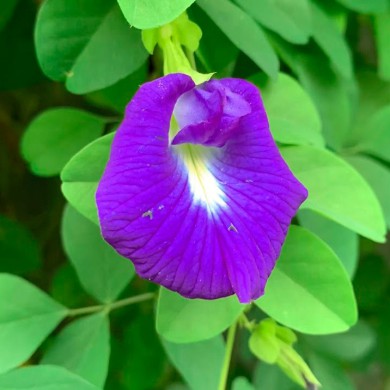 como plantar trepadeira azul