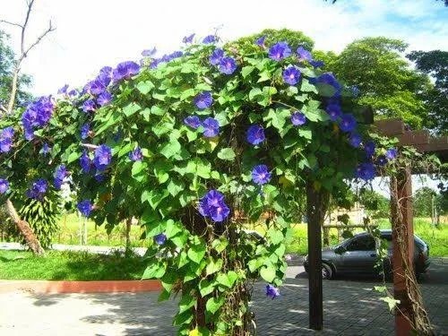 melhores trepadeiras azuis para sombra/sol