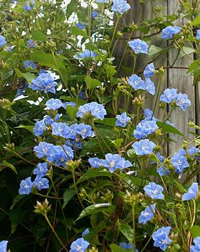 plantas trepadeiras azuis