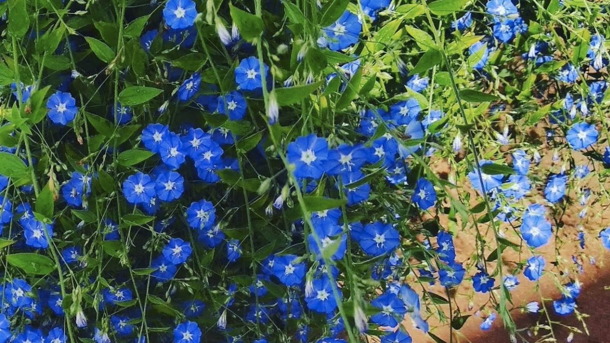 flores azuis para jardim vertical