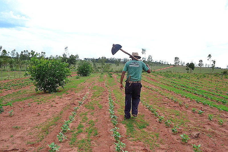 vida no campo