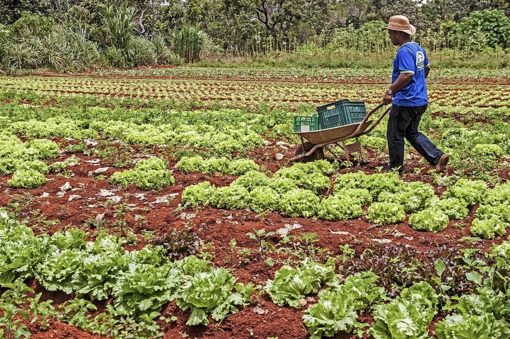 agricultura e pecuária