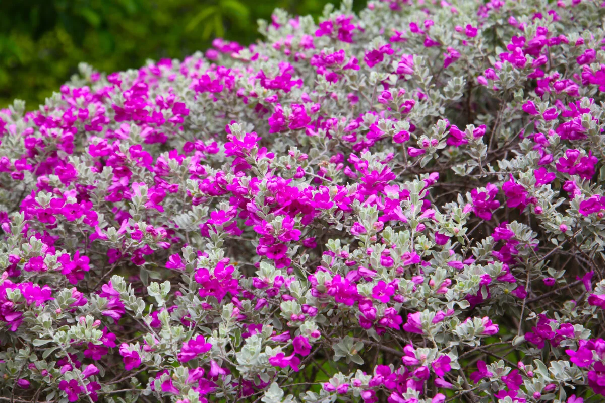 Leucophyllum frutescens cuidados