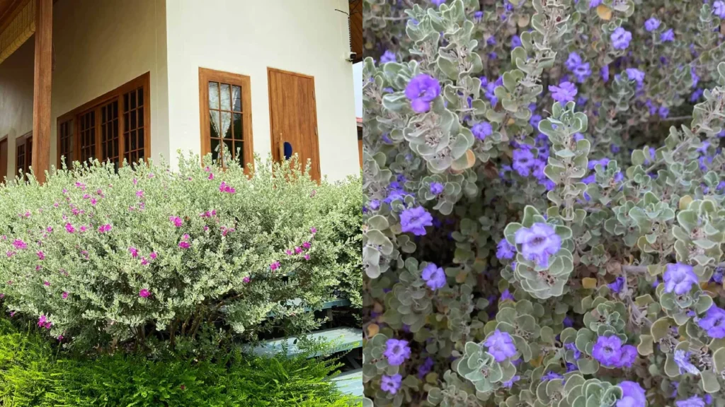 Sálvia-do-Texas como cultivar
