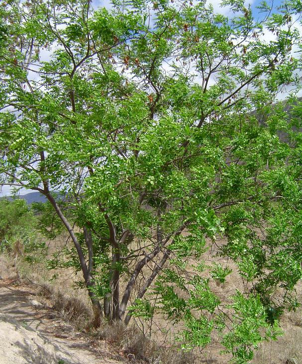 planta de amendoim arbóreo