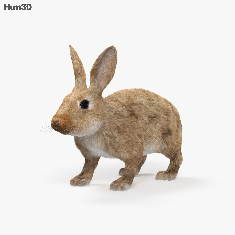 coelho 3d google