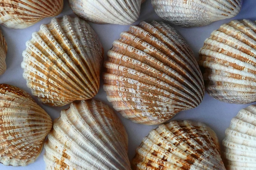 tipos de conchas marinhas