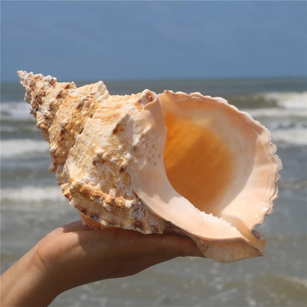 importância ecológica das conchas