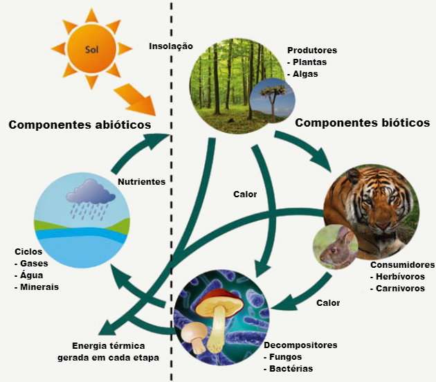 componentes vivos do ecossistema