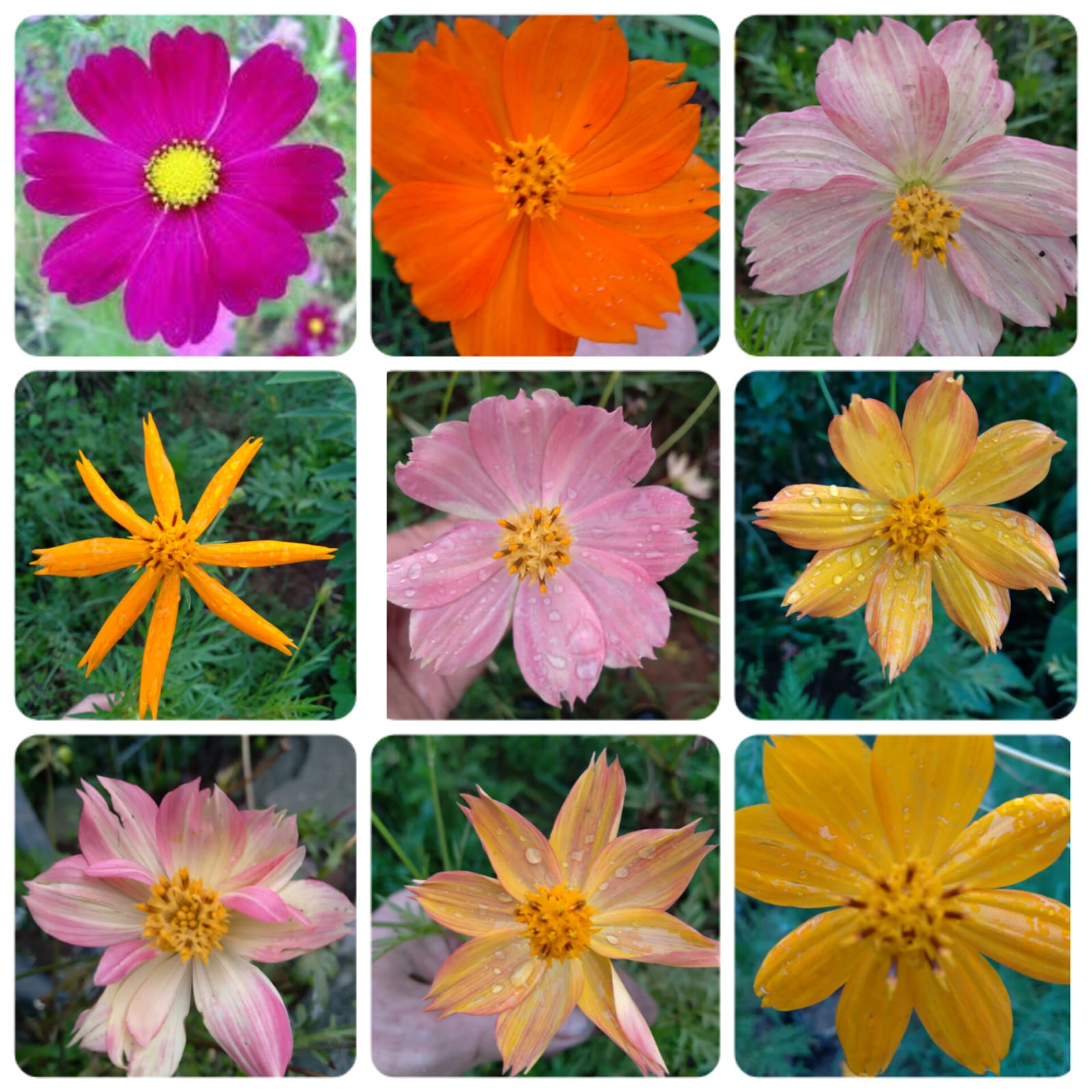 cosmos bipinnatus