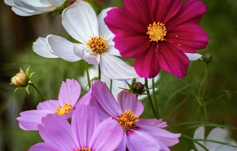 cosmos sulphureus