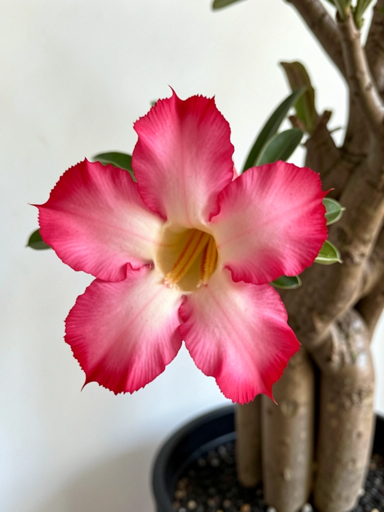 Close de flor rosa vibrante com caudex escultural ao fundo