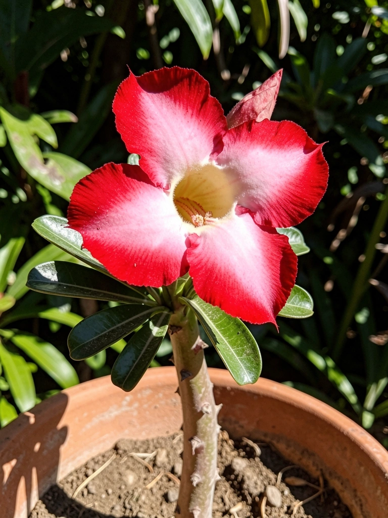 Flor do deserto em vaso de barro sob sol direto