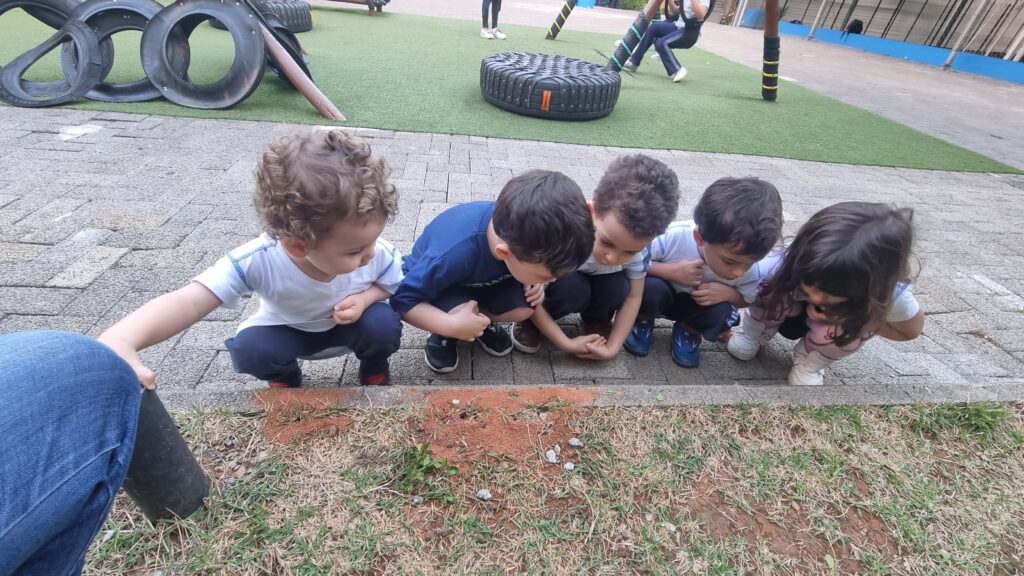 projeto formigas educação infantil BNCC