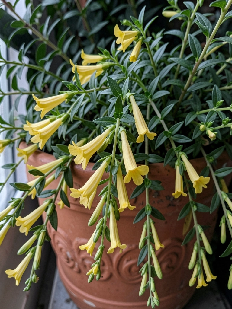 Mudas de russelia amarela pendente com flores tubulares brilhantes em vaso decorativo