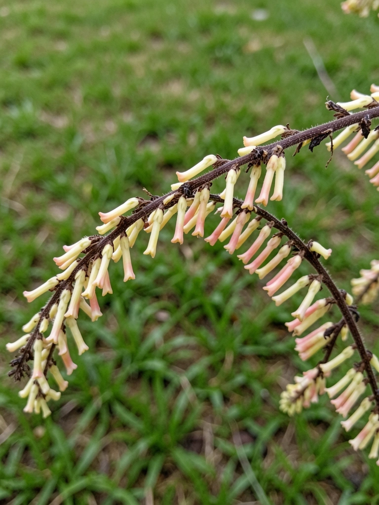 Ramos arqueados com pequenas flores amarelas e folhas verdes finas